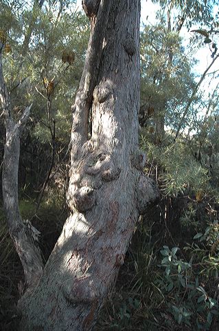 dsc_0435.jpg