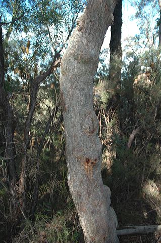 dsc_0436.jpg