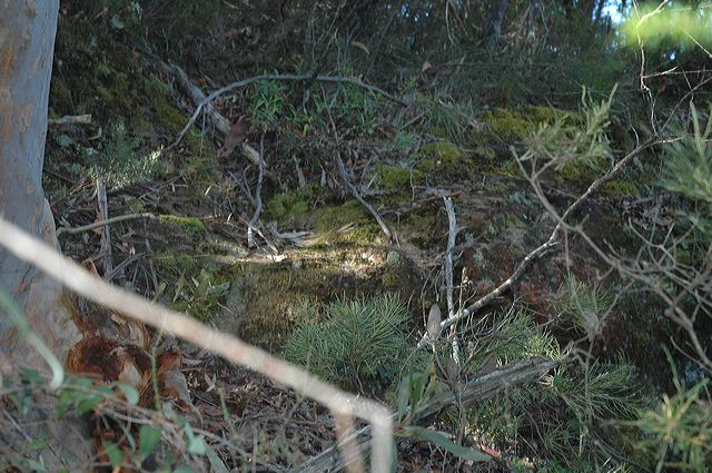 dsc_0445.jpg