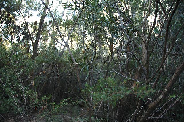 dsc_0519.jpg