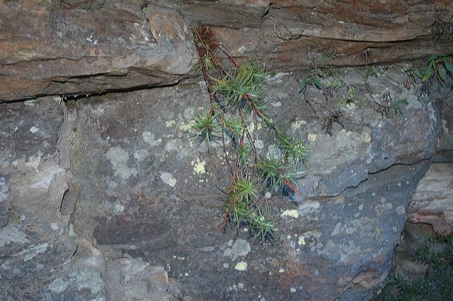 dsc_0520.jpg