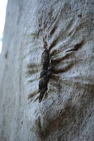dsc_0523.jpg
