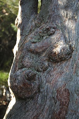 dsc_0537.jpg