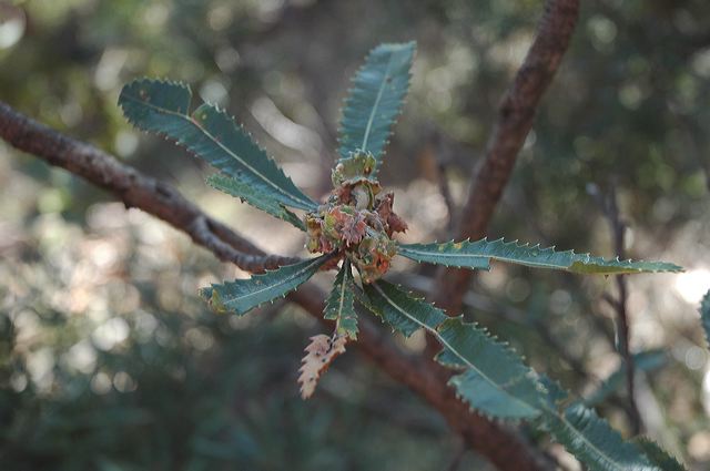 dsc_0545.jpg