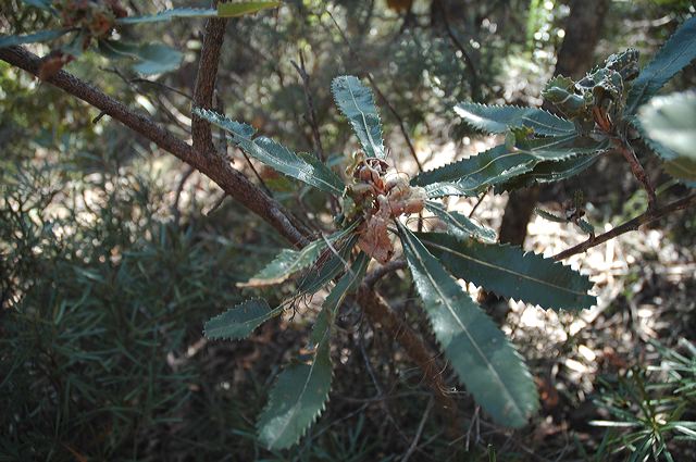 dsc_0546.jpg