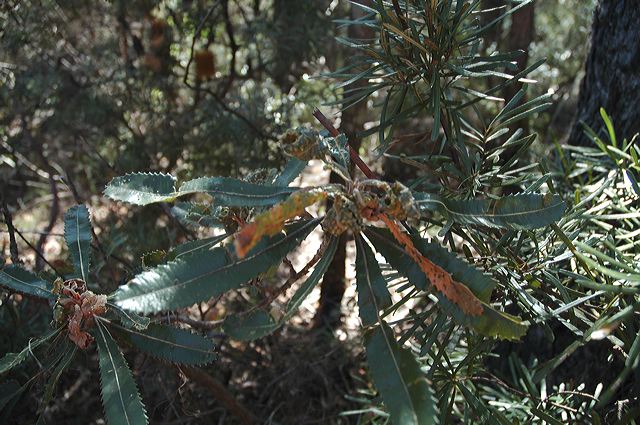 dsc_0547.jpg