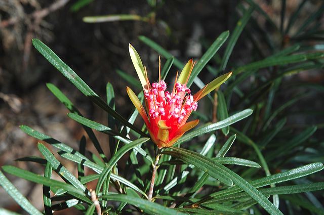 dsc_0558.jpg