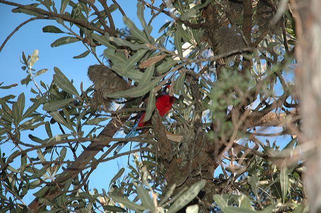 dsc_0560.jpg